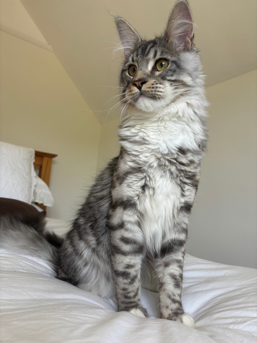 Cat photographed for the Imi's Pet Care brand